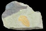 Hamatolenus vincenti Trilobite - Tinjdad, Morocco #101808-1